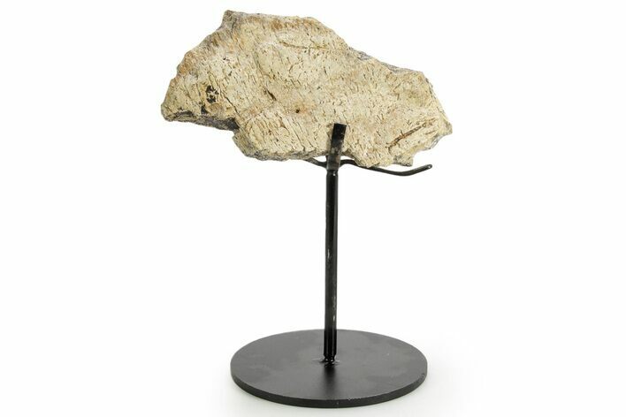 Dinosaur (Triceratops) Frill Shield Section w/ Stand - South Dakota #363642